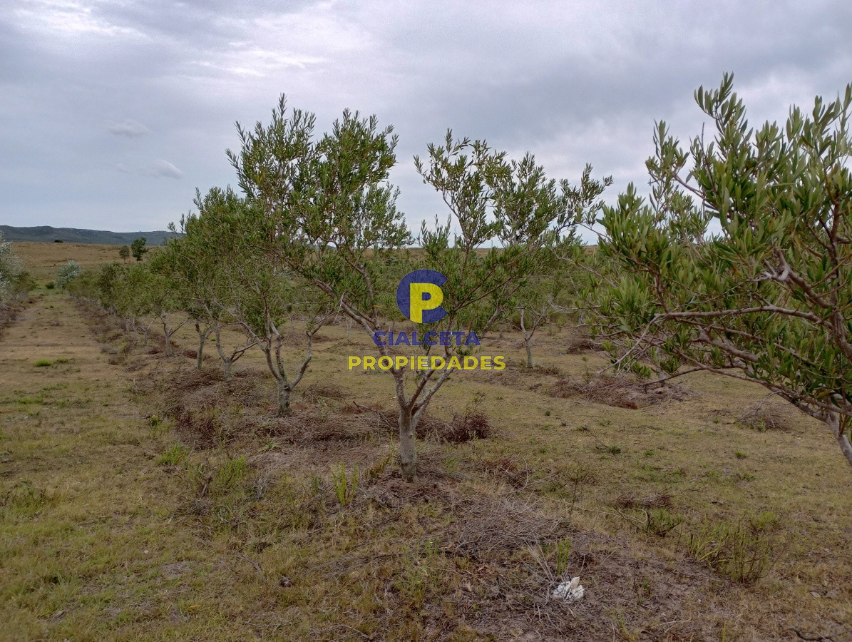 Campo Ref.111 - 5 hectáreas con olivos en Maldonado