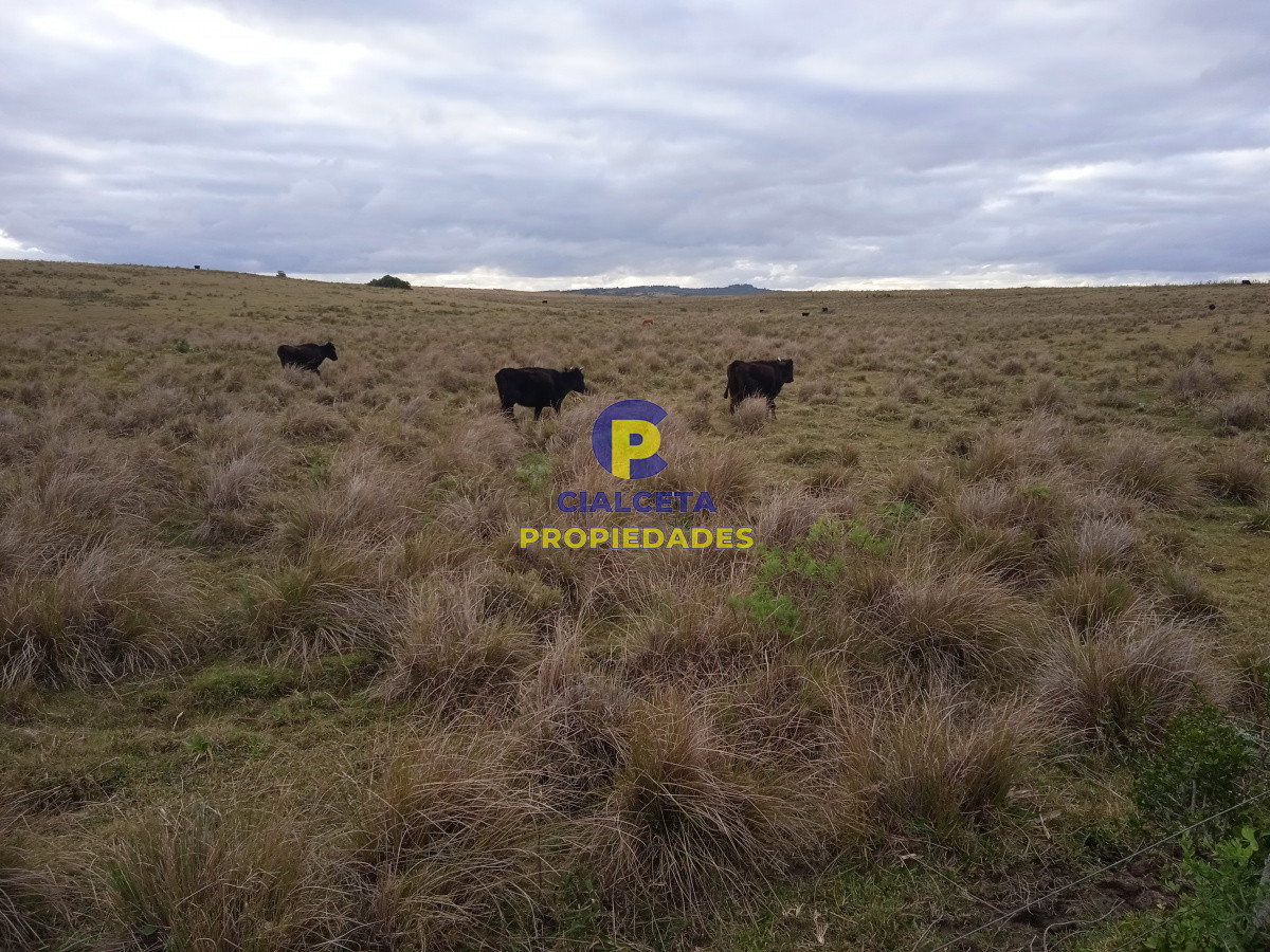 Campo Ref.122 - 60 hectáreas en Garzón