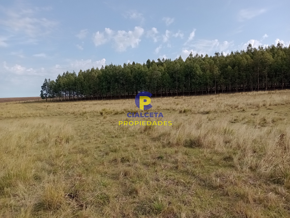 Campo Ref.190 - 228 hectáreas en lavalleja