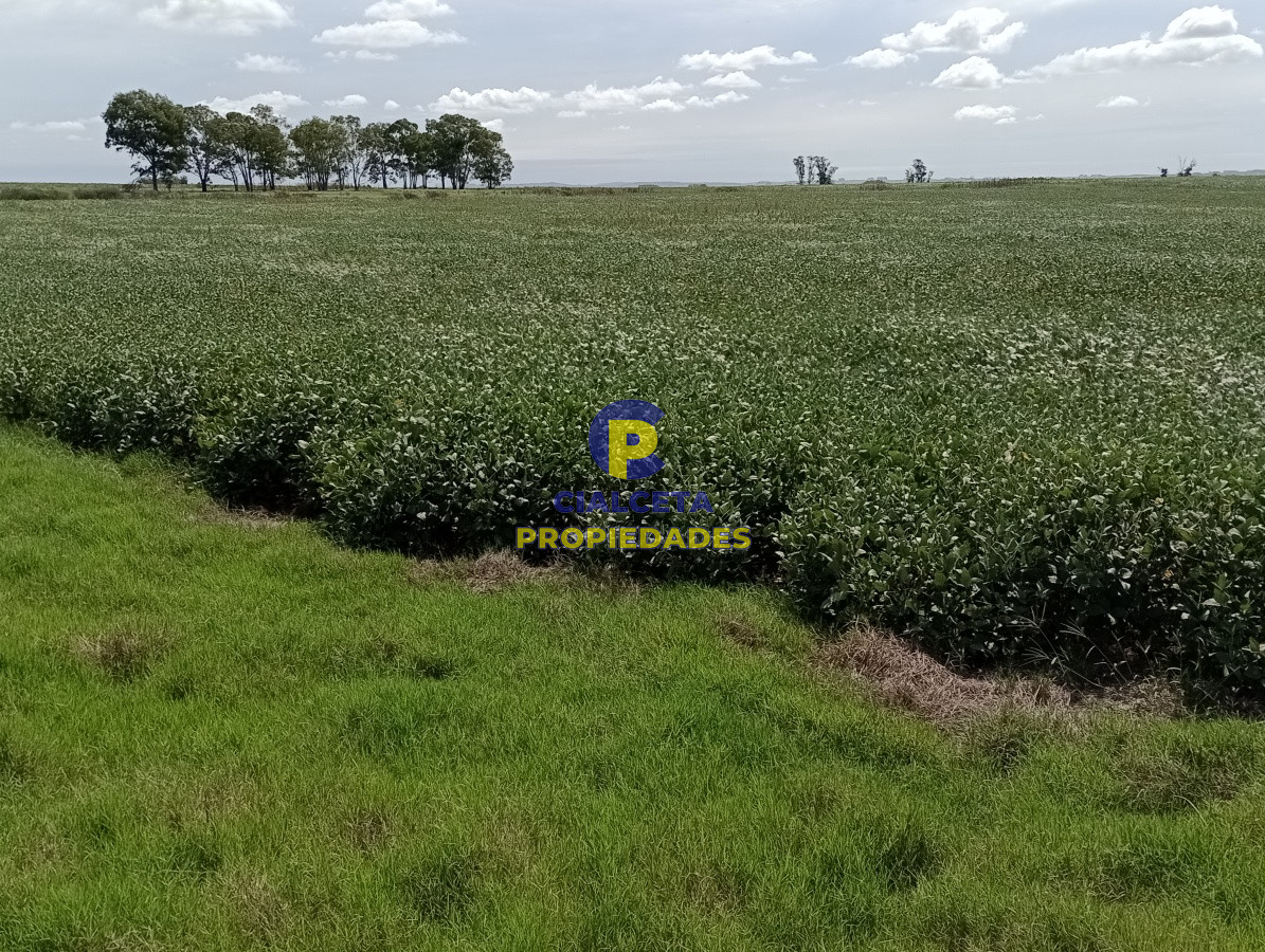 Campo Ref.68 - 350 hectáreas en lavalleja
