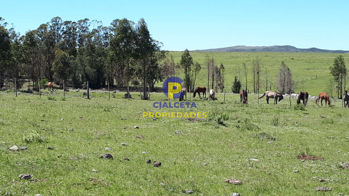 Campo Ref.323 - 115 hectáreas en Lavalleja