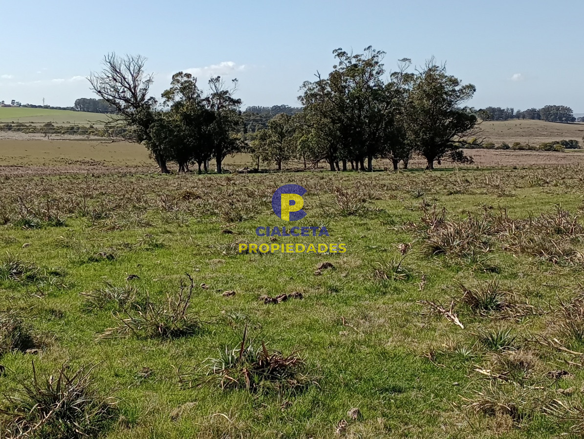 Campo Ref.98 - 125 hectáreas en Rocha