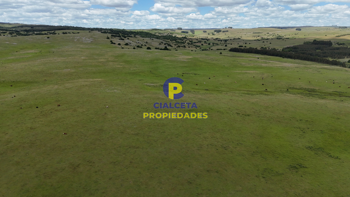 Campo Ref.552 - 389 hectáreas ganaderas forestales