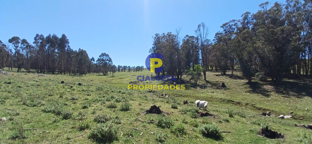 Campo Ref.324 - 215 hectáreas en Lavalleja