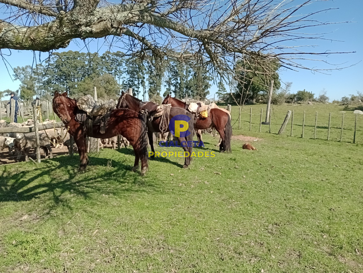 Campo Ref.136 - 811 hectáreas en Treinta y Tres