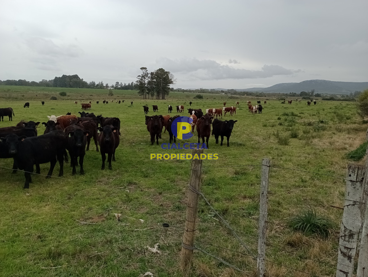 Campo Ref.505 - 110 hectáreas agrícolas ganaderas