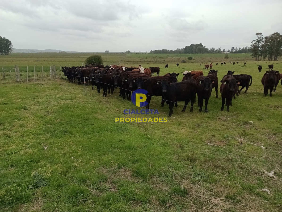 Campo Ref.505 - 110 hectáreas agrícolas ganaderas