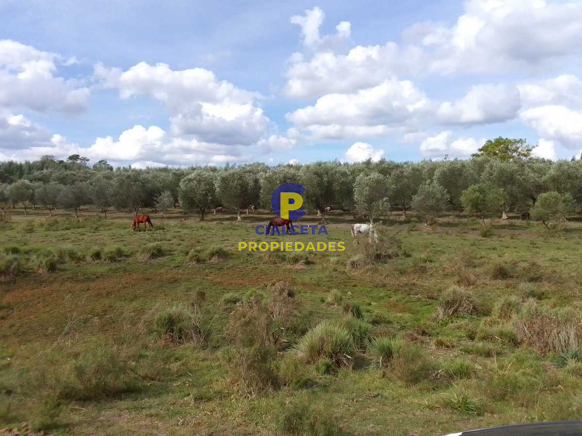 Campo Ref.139 - 3 hectáreas con olivos