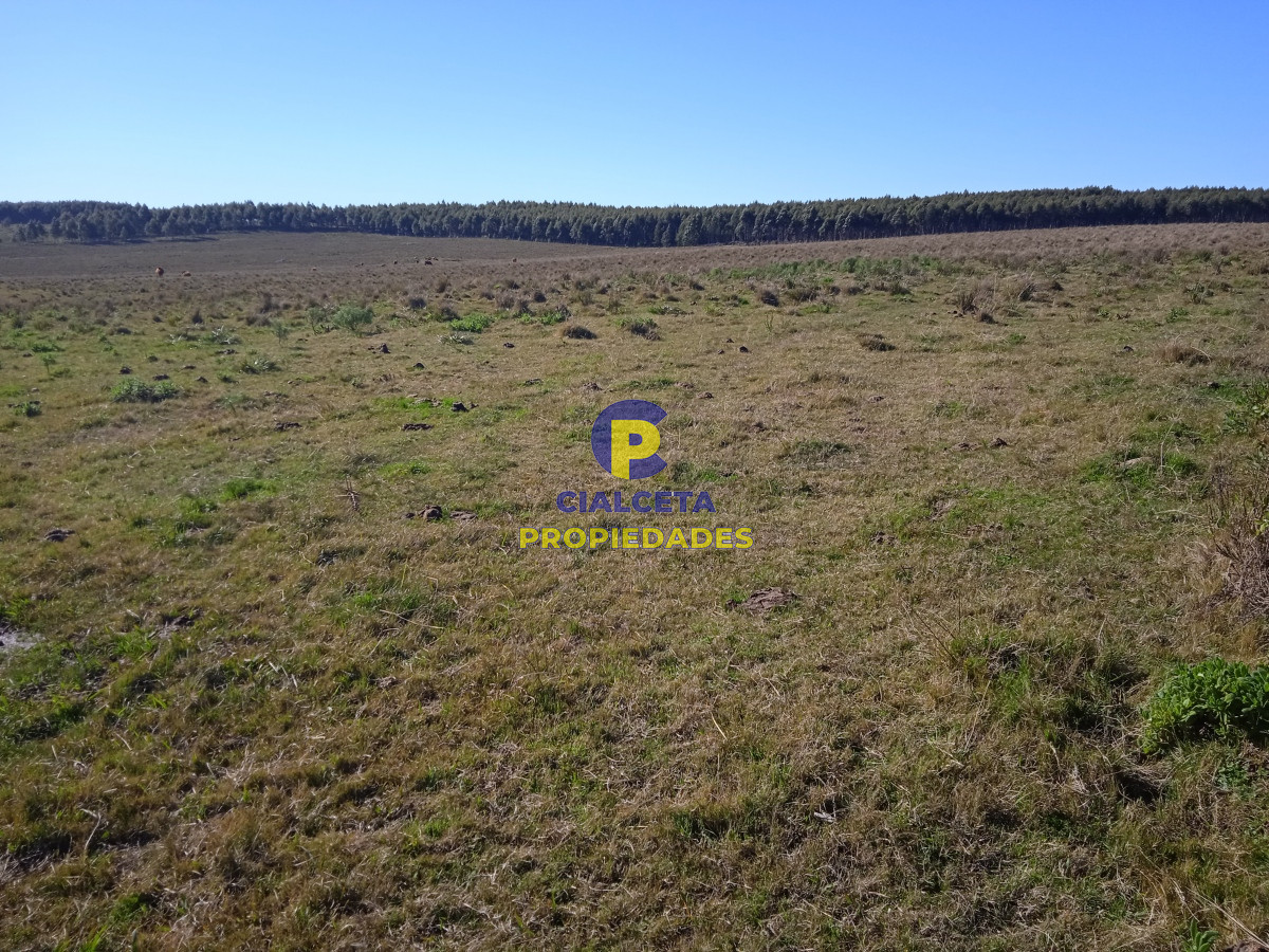 Campo Ref.283 - 273 hectáreas y media en Lavalleja