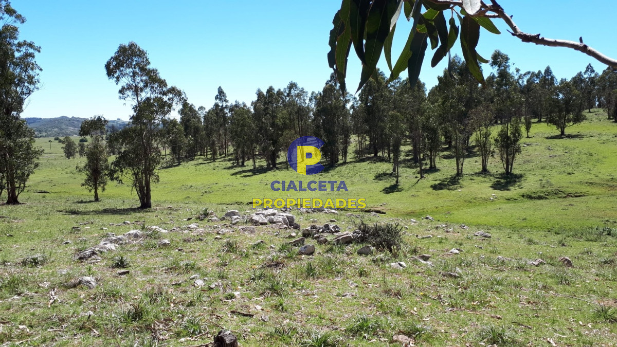 Campo Ref.323 - 115 hectáreas en Lavalleja