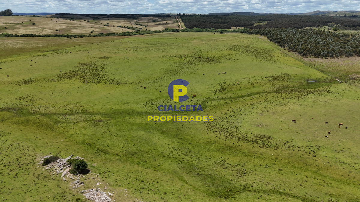 Campo Ref.553 - 485 hectáreas en Lavalleja, ganadero forestal