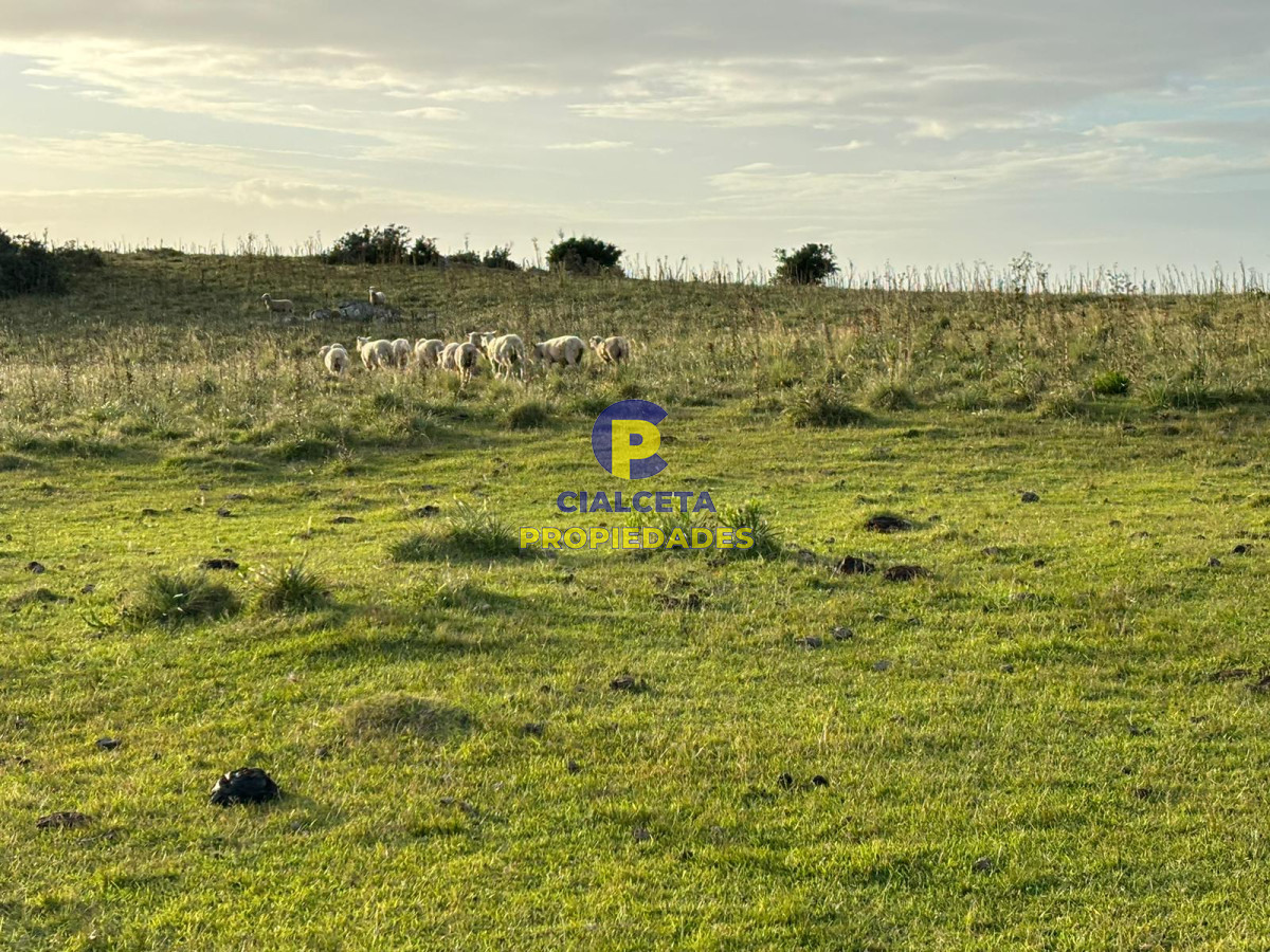 Campo Ref.399 - 121 hectáreas en Rocha