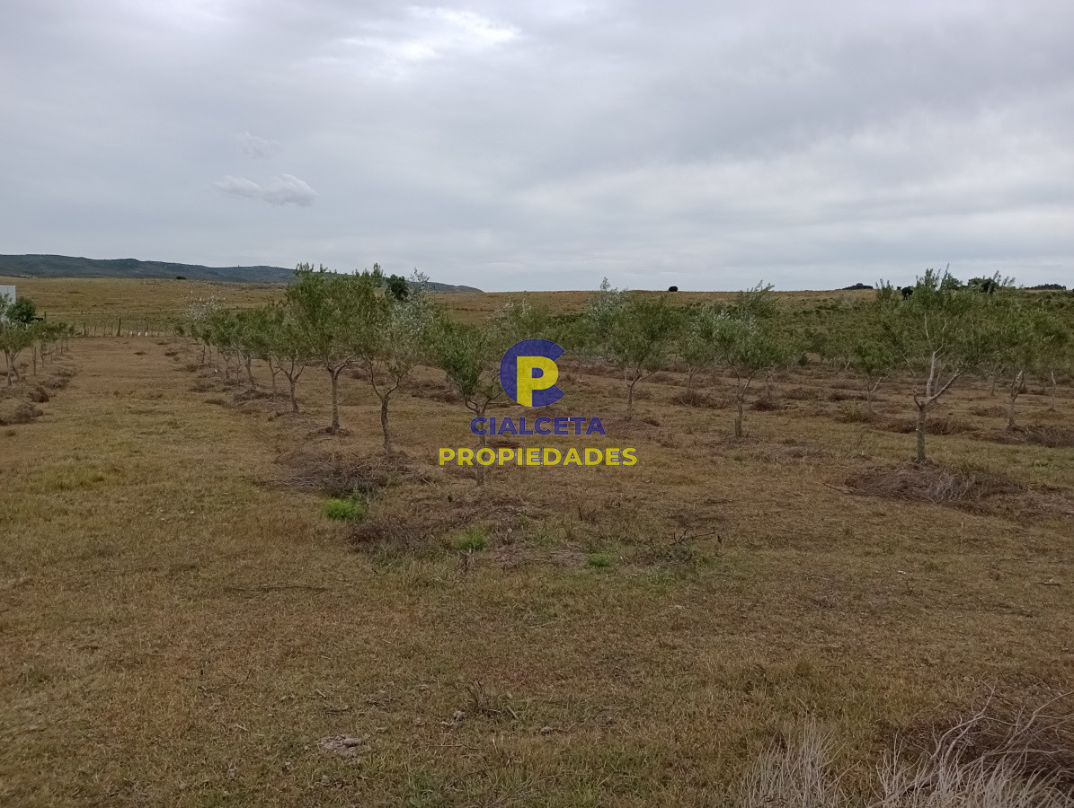 Campo Ref.111 - 5 hectáreas con olivos en Maldonado