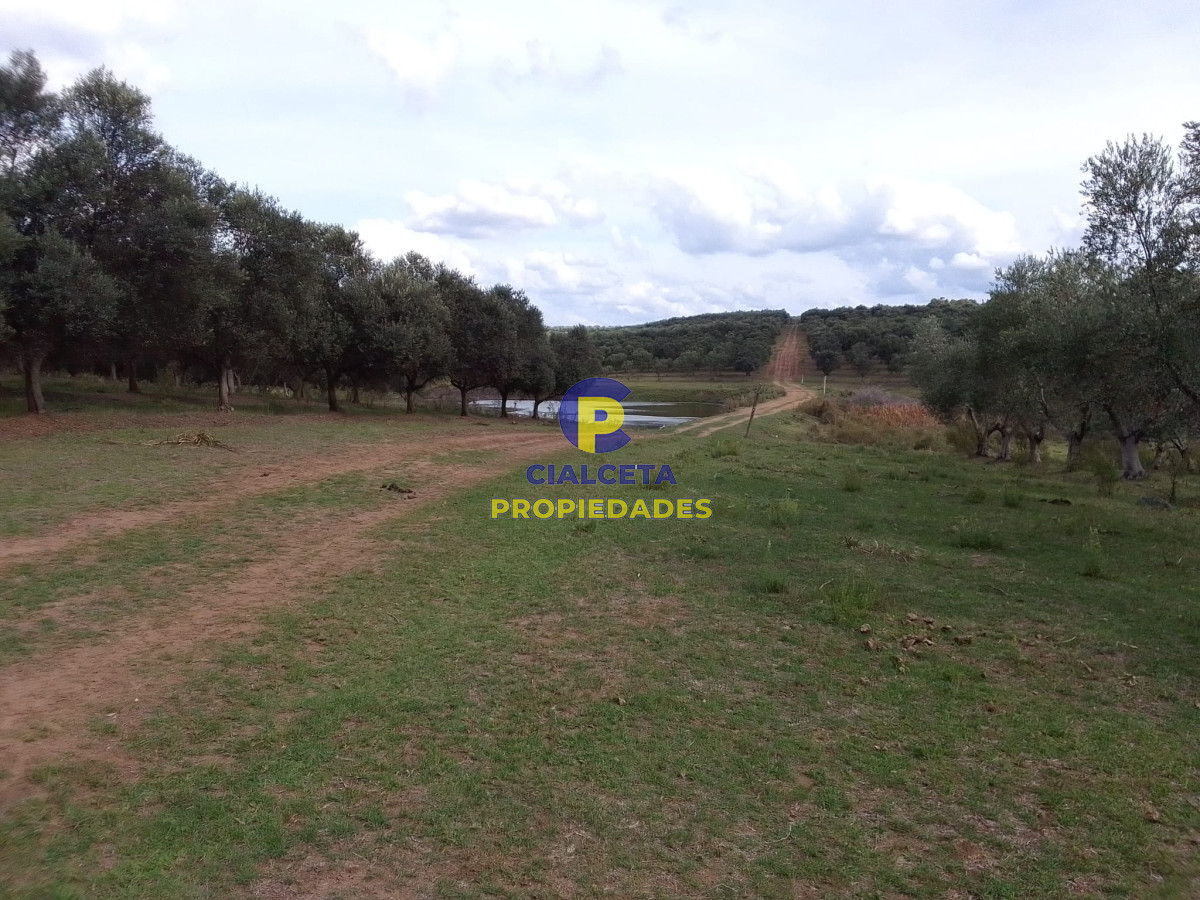 Campo Ref.139 - 3 hectáreas con olivos