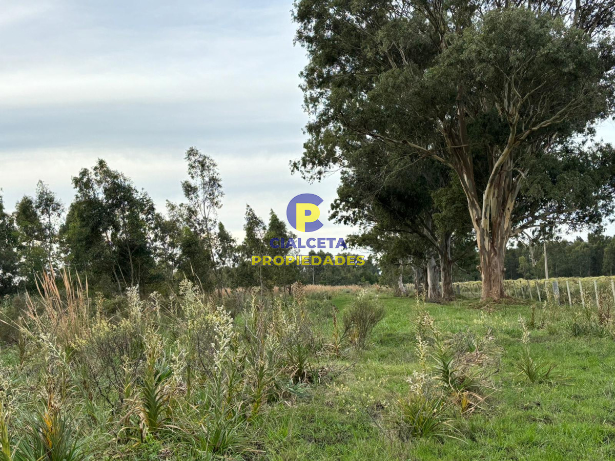 Campo Ref.418 - 50 hectáreas sobre ruta 9