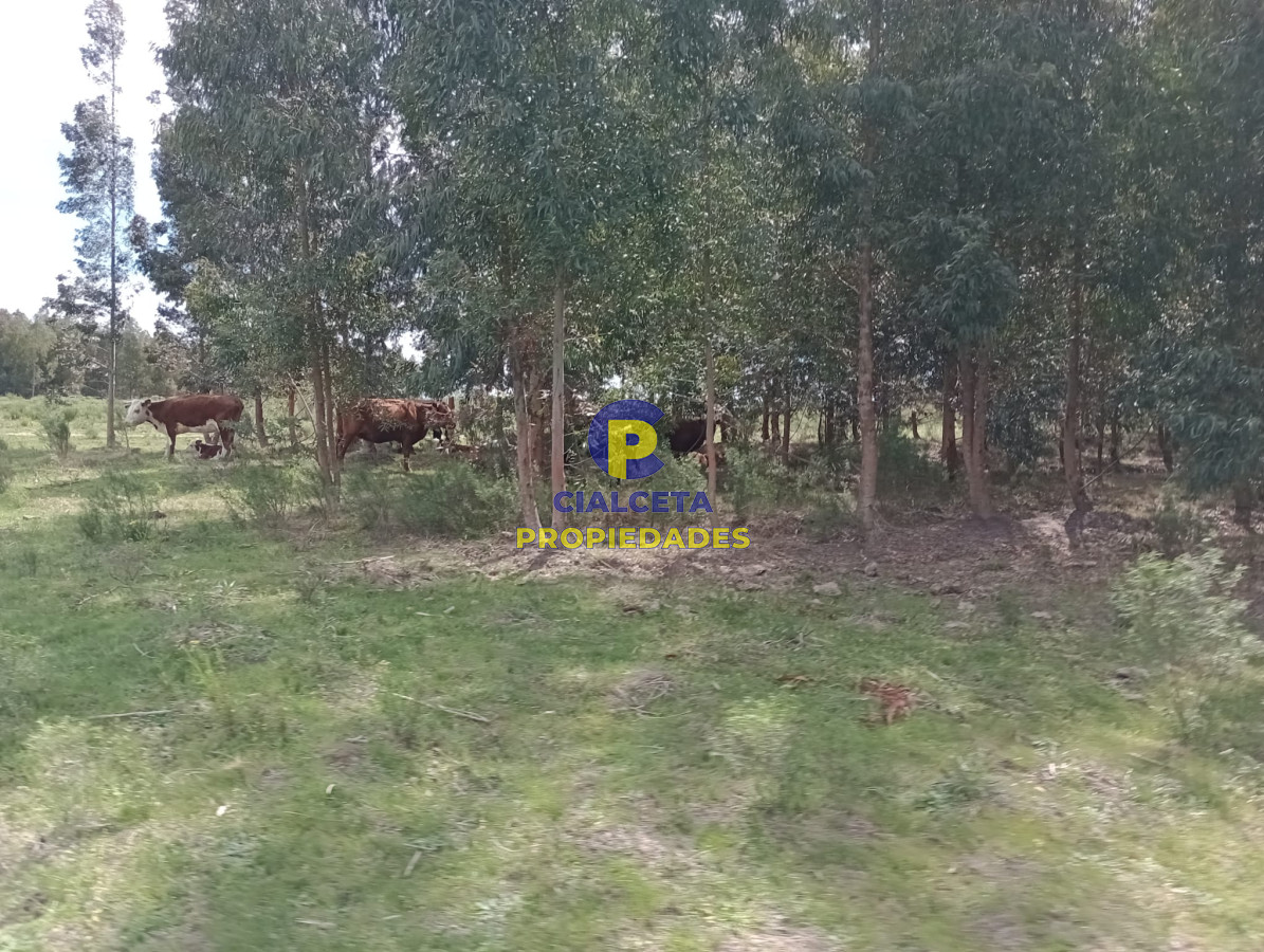 Campo Ref.313 - 73 hectáreas en Canelones