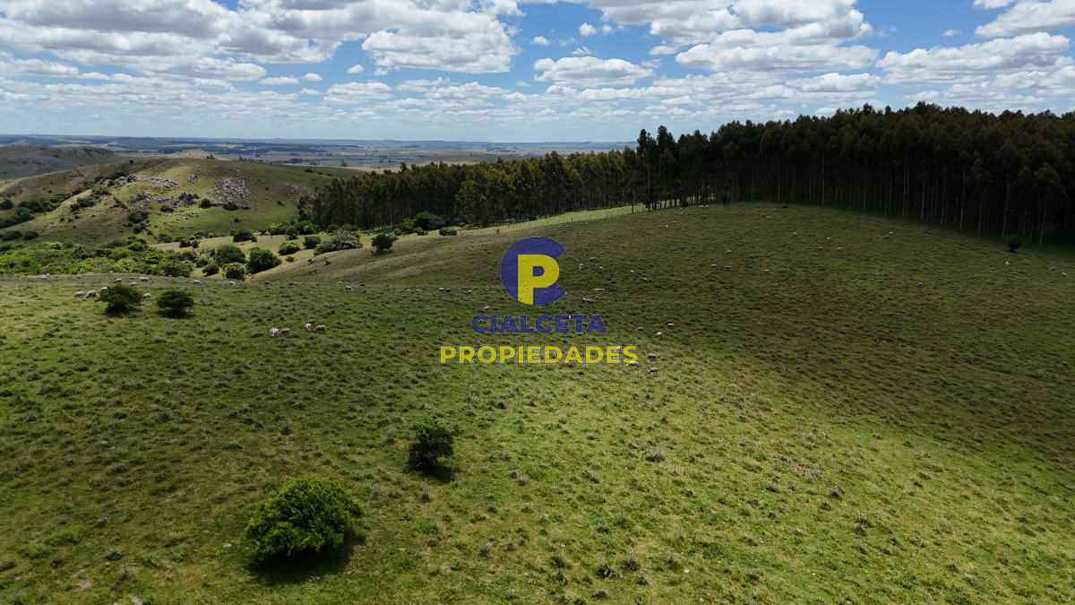 Campo Ref.553 - 485 hectáreas en Lavalleja, ganadero forestal