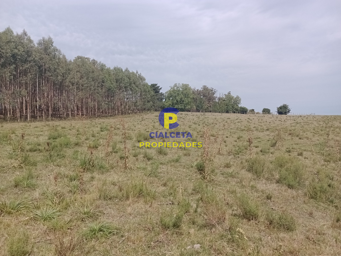 Campo Ref.79 - 170 hectáreas en lavalleja