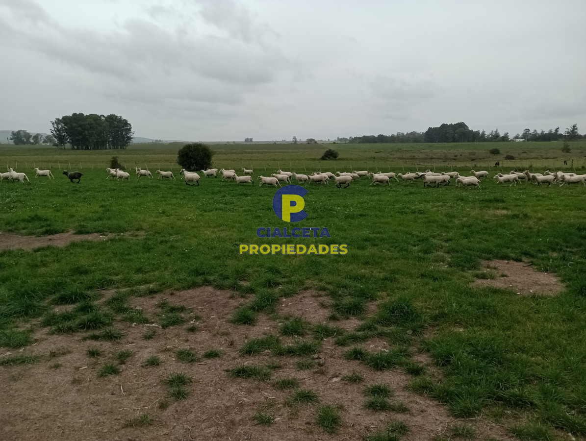 Campo Ref.505 - 110 hectáreas agrícolas ganaderas