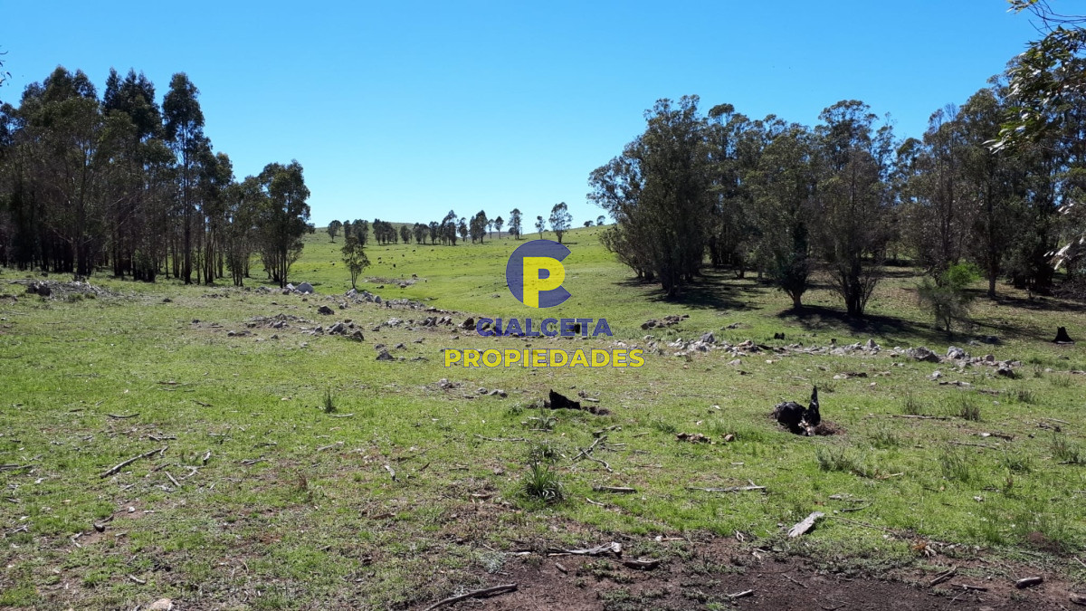 Campo Ref.325 - 298 hectáreas en Lavalleja