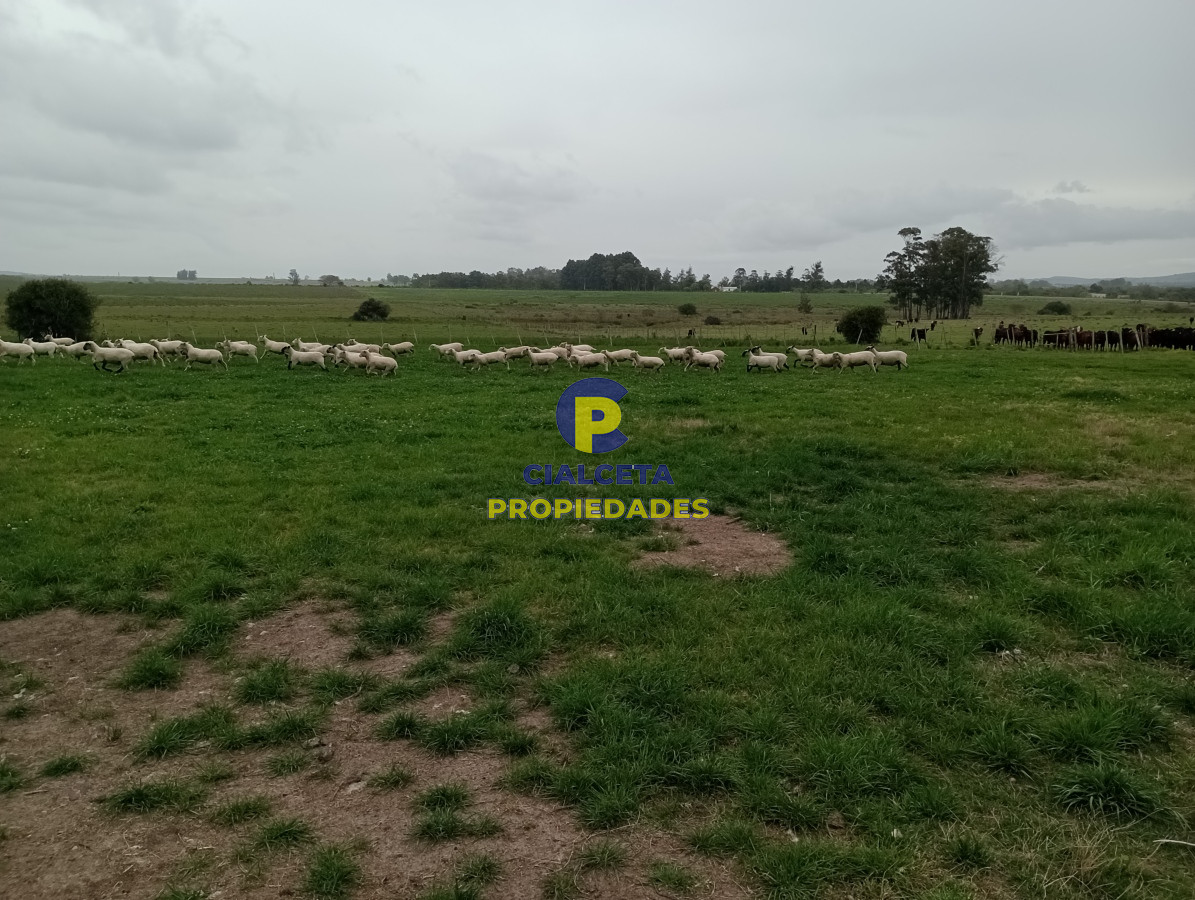 Campo Ref.505 - 110 hectáreas agrícolas ganaderas