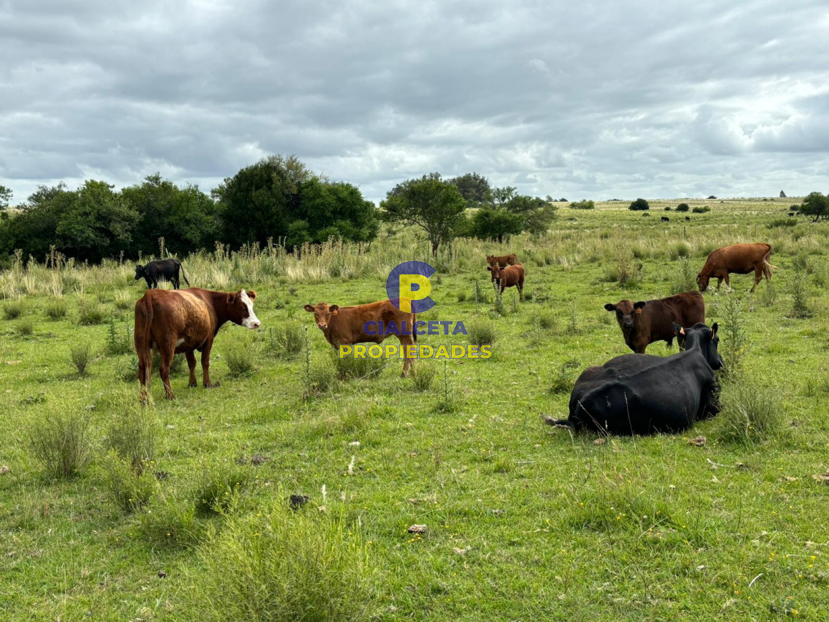 Campo Ref.405 - 59 hectáreas en Canelones