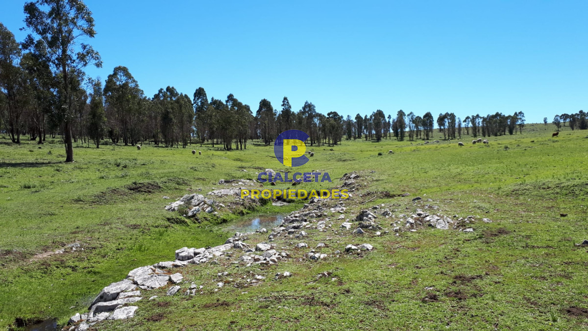 Campo Ref.325 - 298 hectáreas en Lavalleja