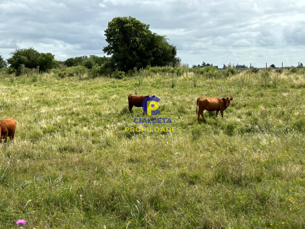 Campo Ref.405 - 59 hectáreas en Canelones