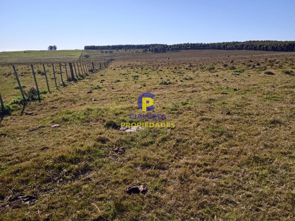 Campo Ref.283 - 273 hectáreas y media en Lavalleja