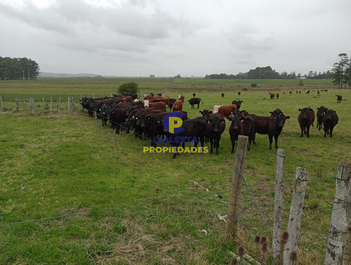 Campo Ref.505 - 110 hectáreas agrícolas ganaderas
