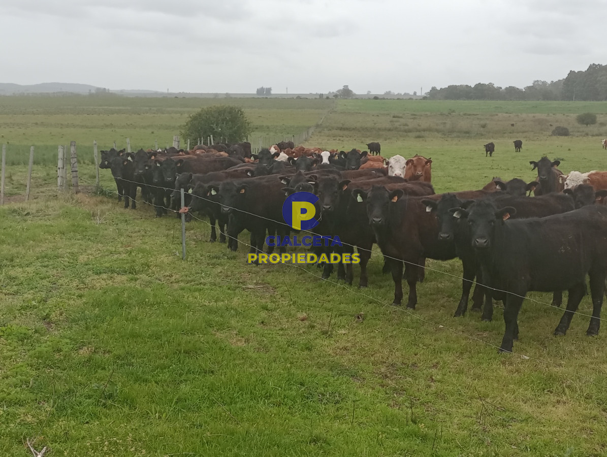 Campo Ref.505 - 110 hectáreas agrícolas ganaderas