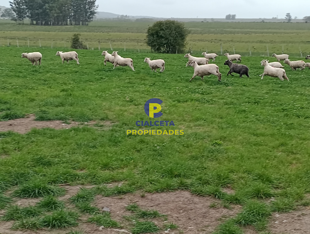 Campo Ref.505 - 110 hectáreas agrícolas ganaderas