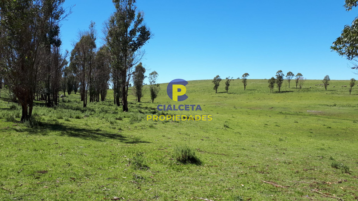 Campo Ref.325 - 298 hectáreas en Lavalleja