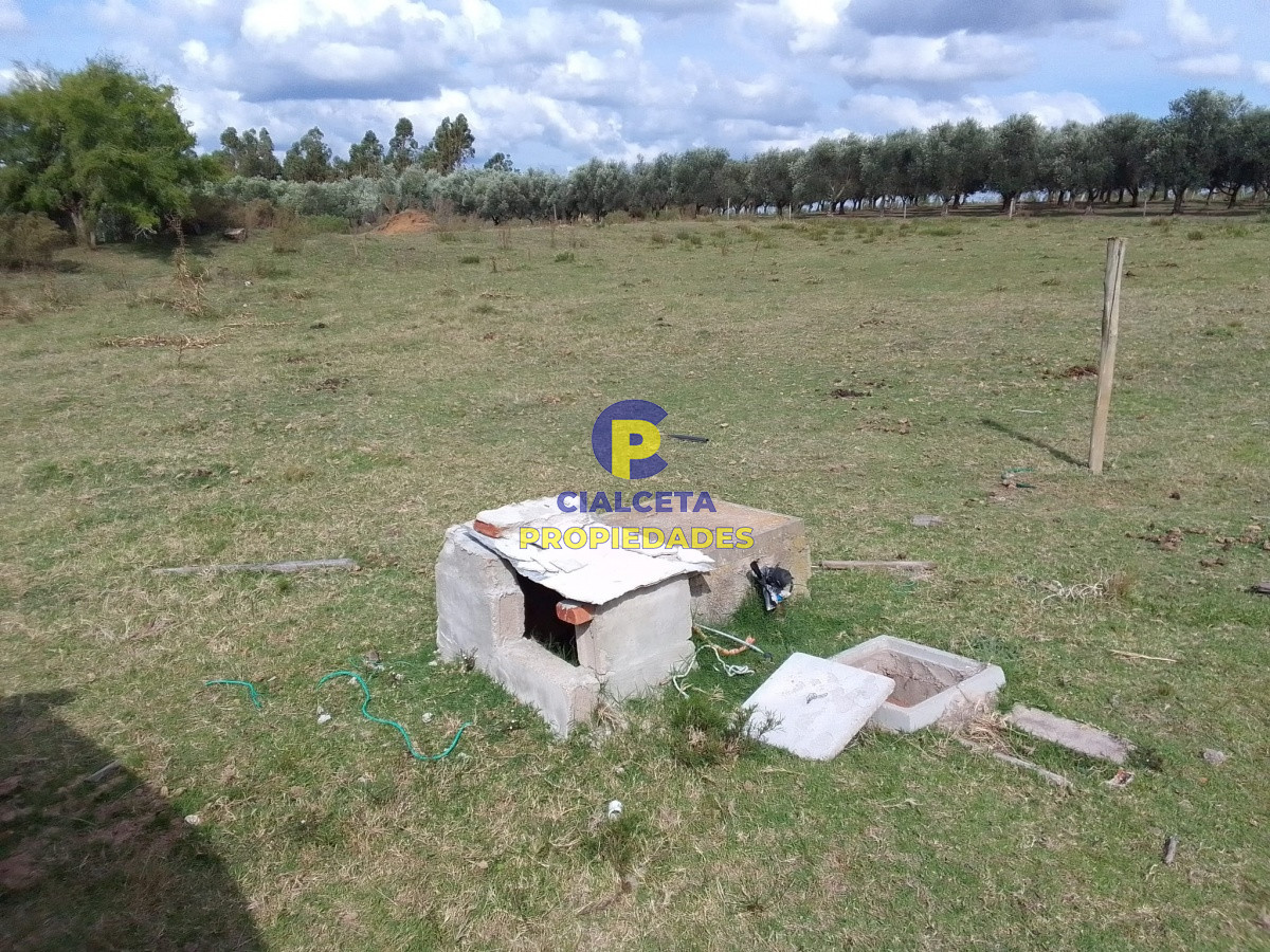 Campo Ref.139 - 3 hectáreas con olivos