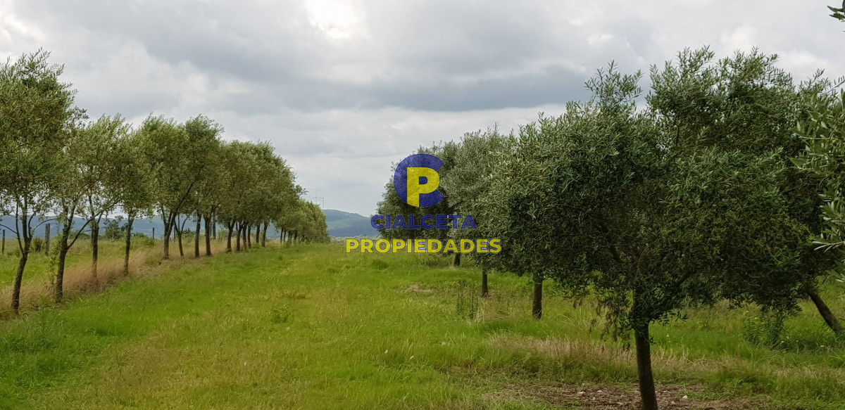 Campo Ref.178 - Campo con olivos en producción