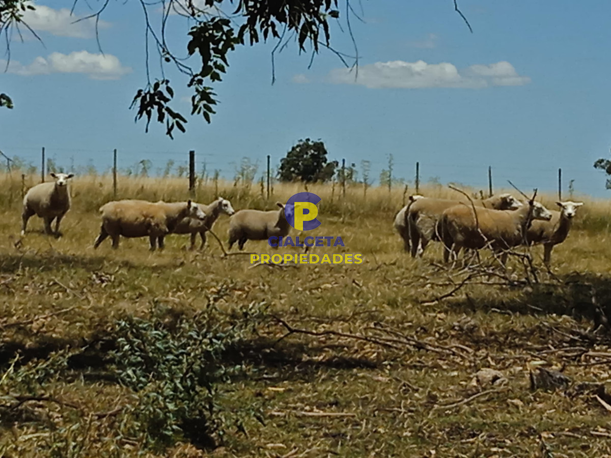Campo Ref.273 - 23 hectáreas en Lavalleja con arroyo
