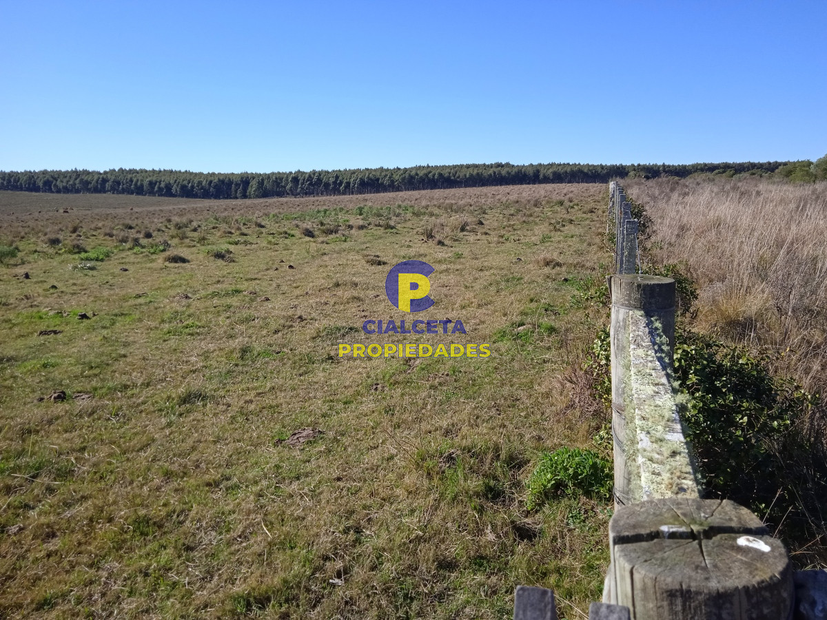 Campo Ref.283 - 273 hectáreas y media en Lavalleja