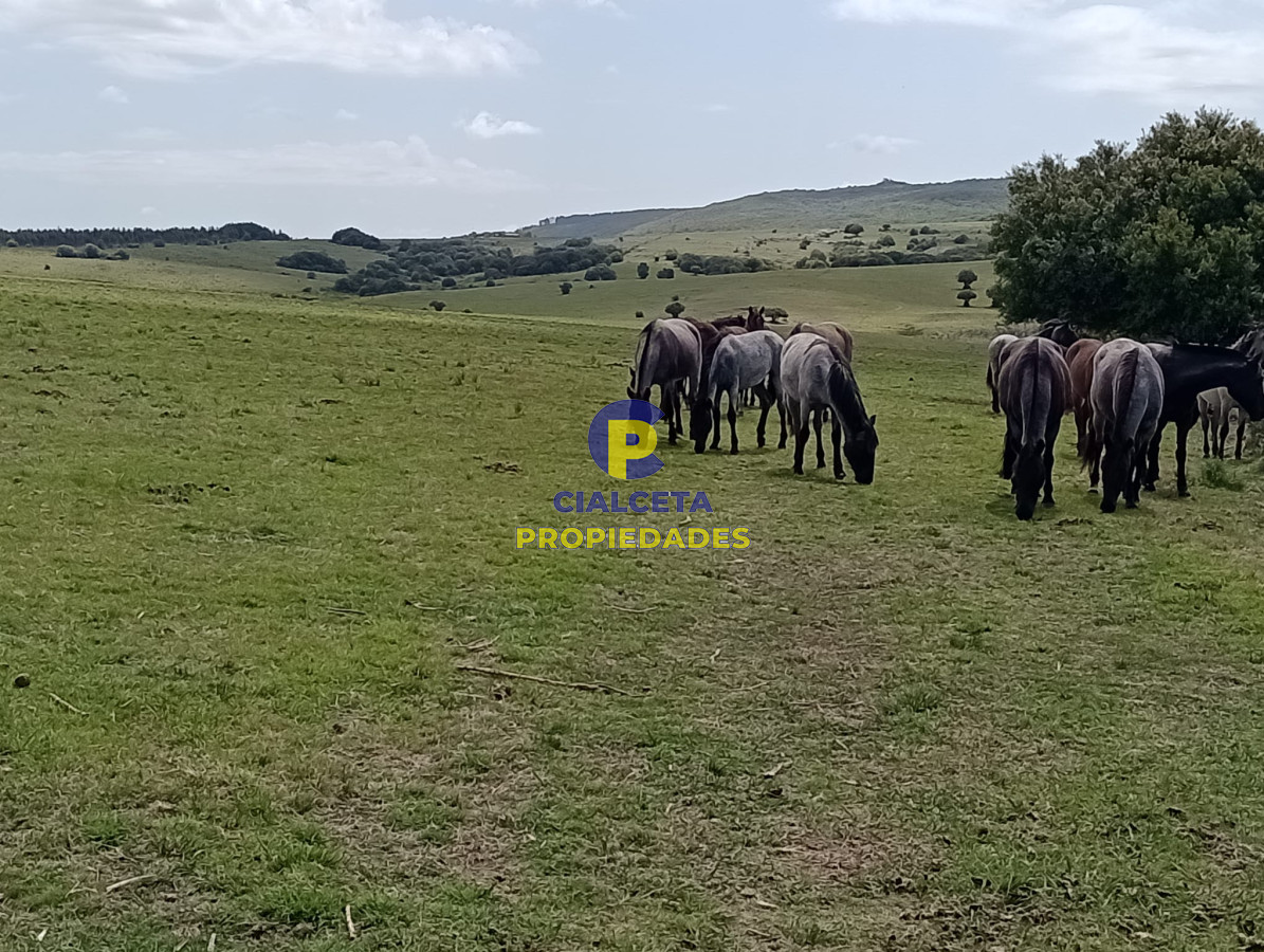 Campo Ref.315 - 28 hectáreas y media en Maldonado