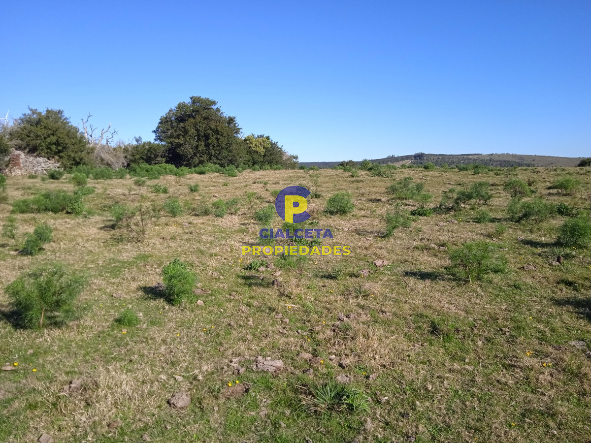 Campo Ref.123 - 60 hectáreas en Carapé