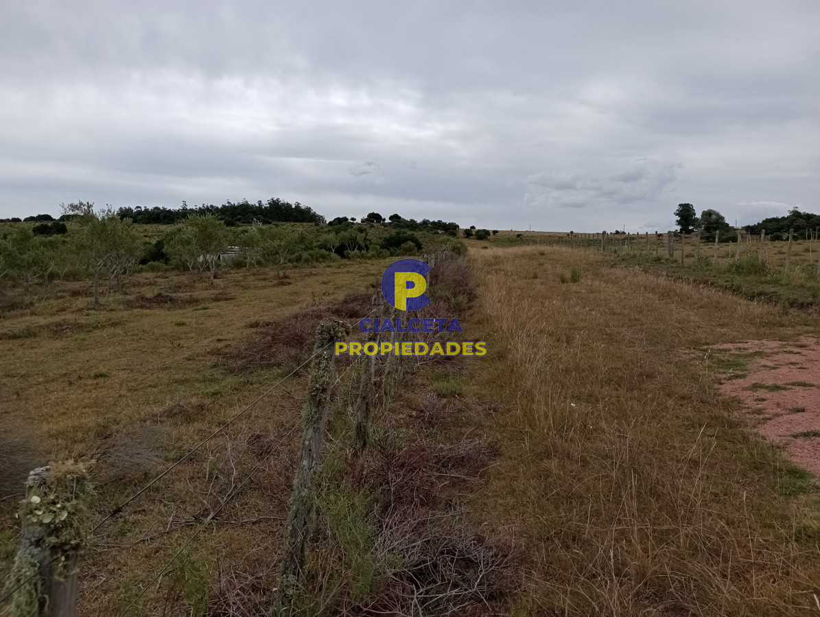 Campo Ref.111 - 5 hectáreas con olivos en Maldonado