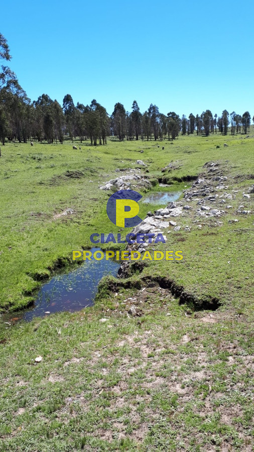 Campo Ref.323 - 115 hectáreas en Lavalleja