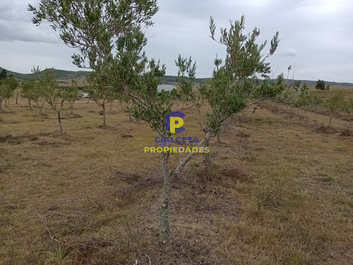 Campo Ref.111 - 5 hectáreas con olivos en Maldonado