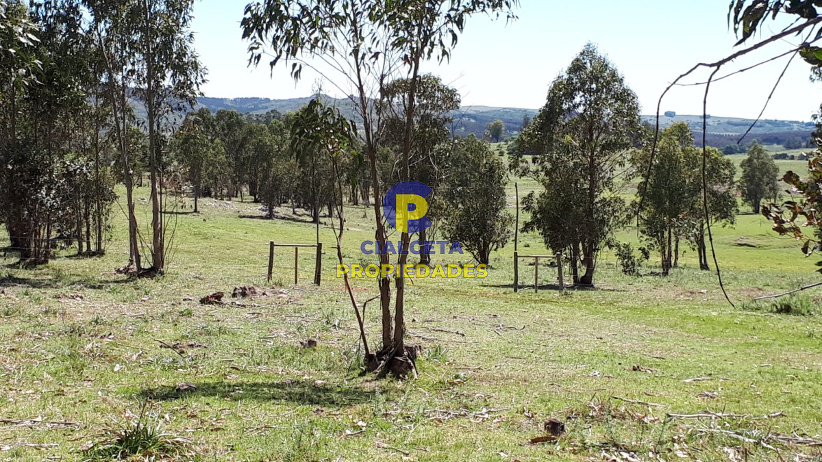 Campo Ref.323 - 115 hectáreas en Lavalleja