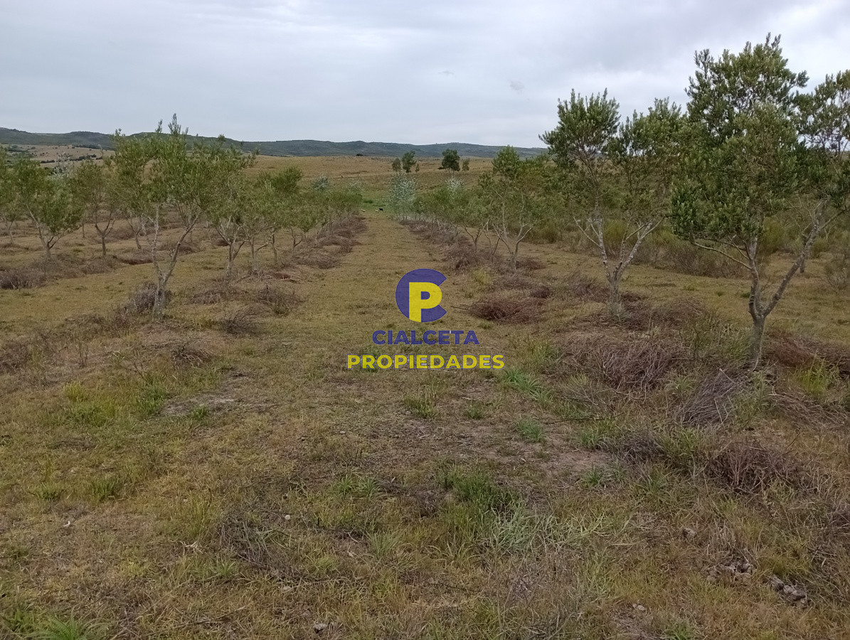 Campo Ref.111 - 5 hectáreas con olivos en Maldonado