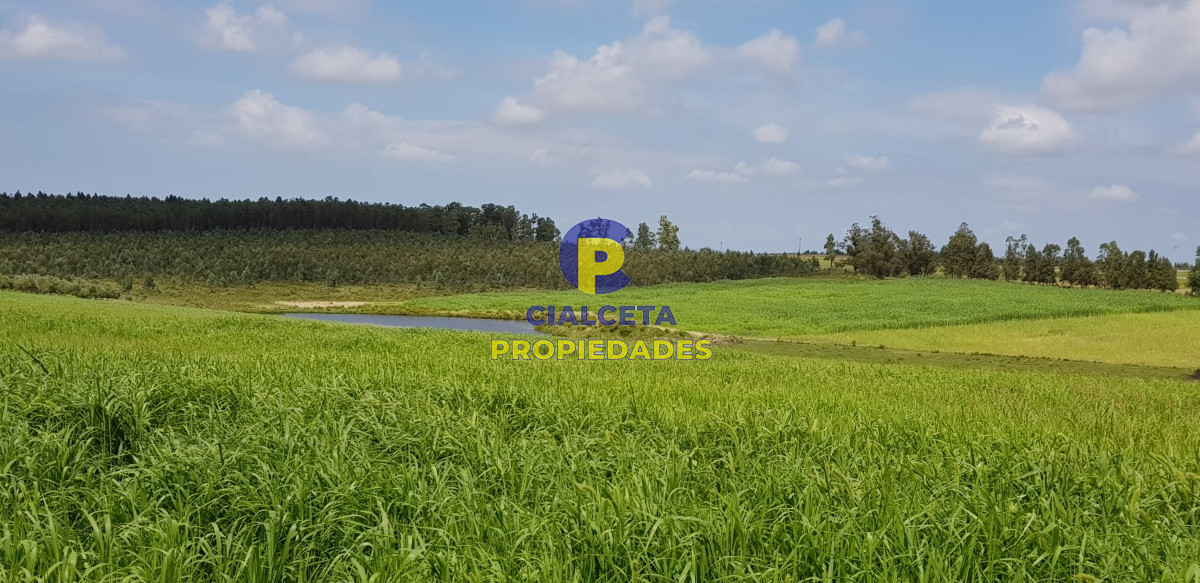 Campo Ref.178 - Campo con olivos en producción