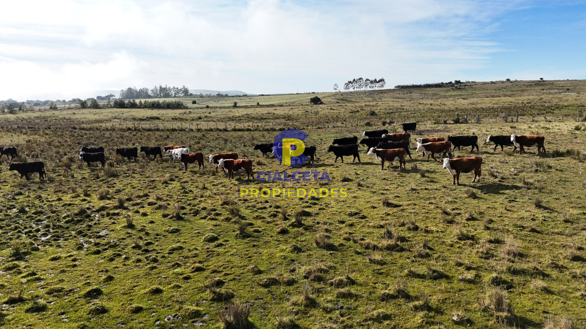 Campo Ref.466 - 24 hectáreas con aguada natural en Lavalleja