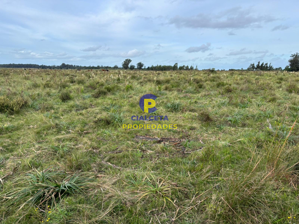 Campo Ref.418 - 50 hectáreas sobre ruta 9