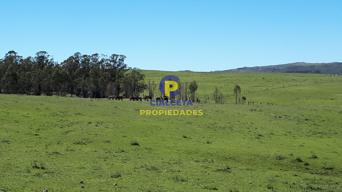 Campo Ref.323 - 115 hectáreas en Lavalleja