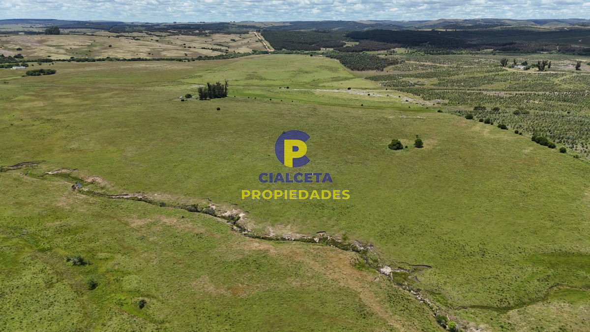 Campo Ref.553 - 485 hectáreas en Lavalleja, ganadero forestal