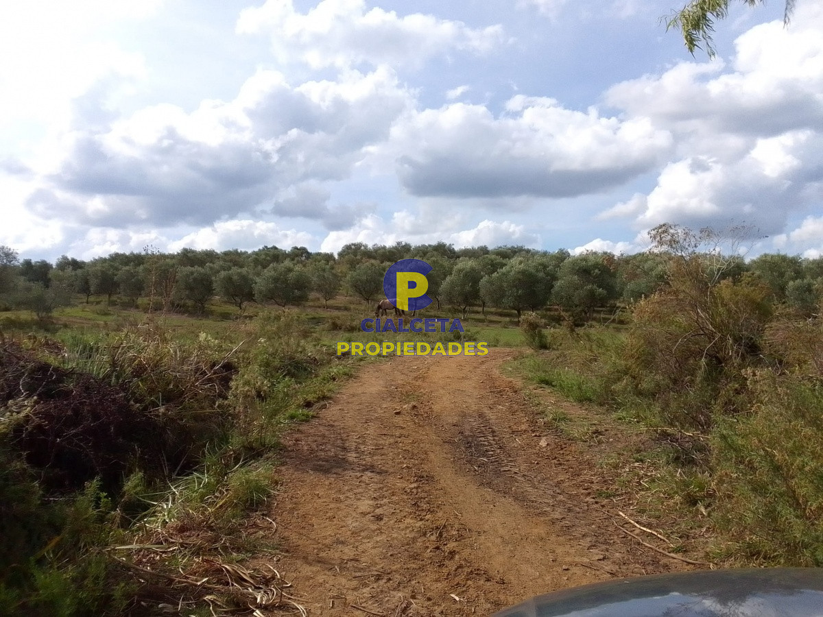 Campo Ref.139 - 3 hectáreas con olivos